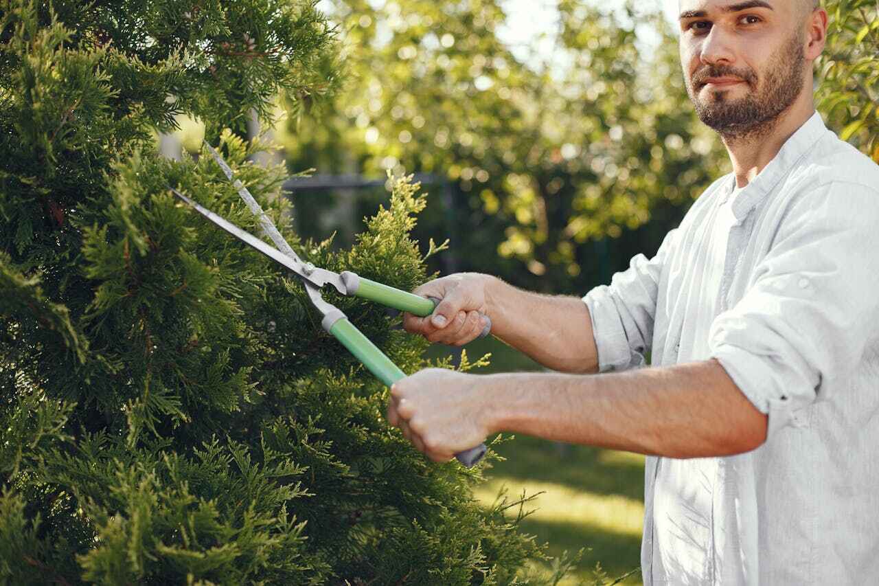 The Steps Involved in Our Tree Care Process in Aristocrat Ranchettes, CO